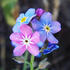 Myosotis_Discolour